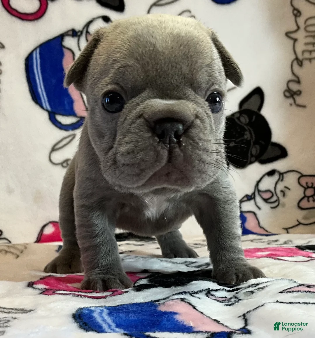 French Bulldog dogs for sale: River  - Ad 36