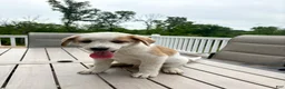 Mixed Breed dogs for sale: Harley - Ad 17