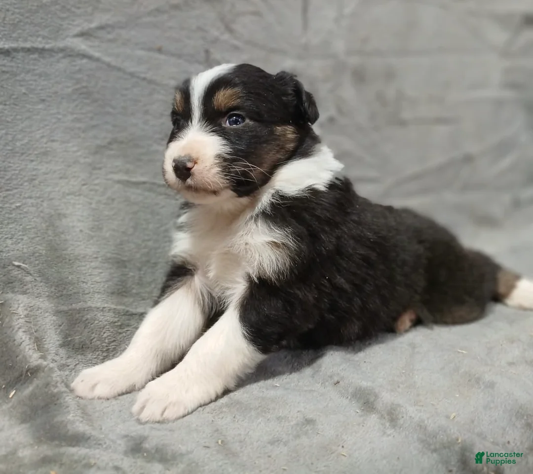 Australian Shepherd dogs for sale: Flynn - Ad 30