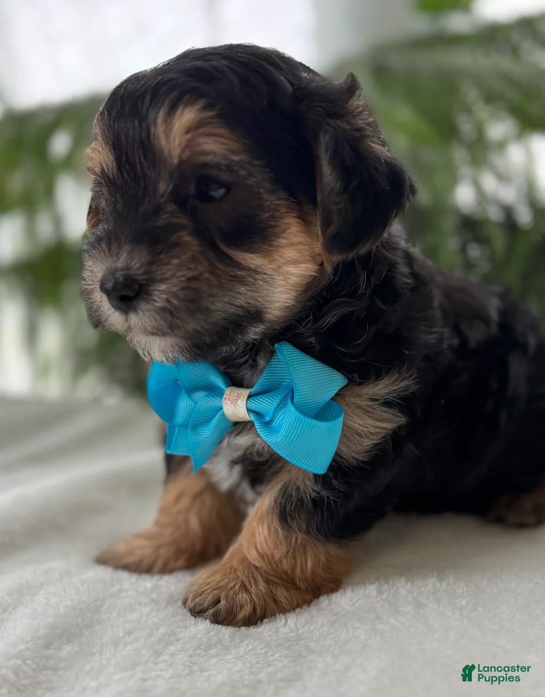Morkie dogs for sale: Jace - Ad 17