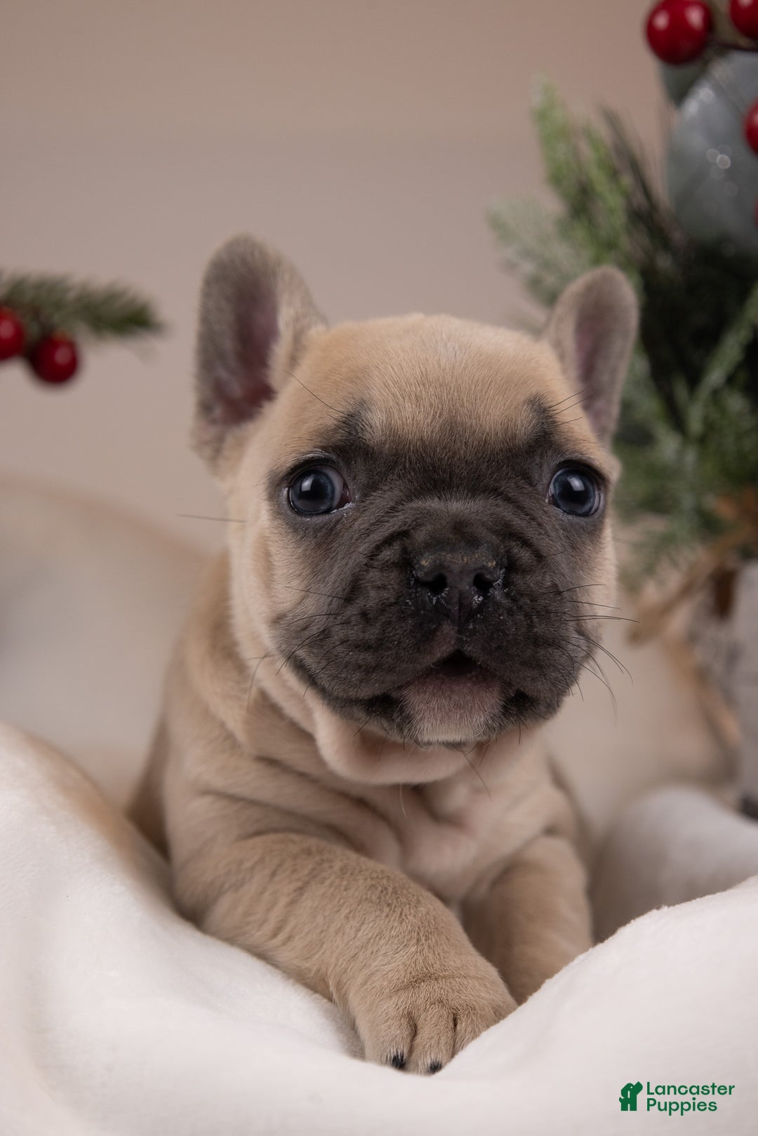 French Bulldog dogs for sale: Bluey - Ad 3