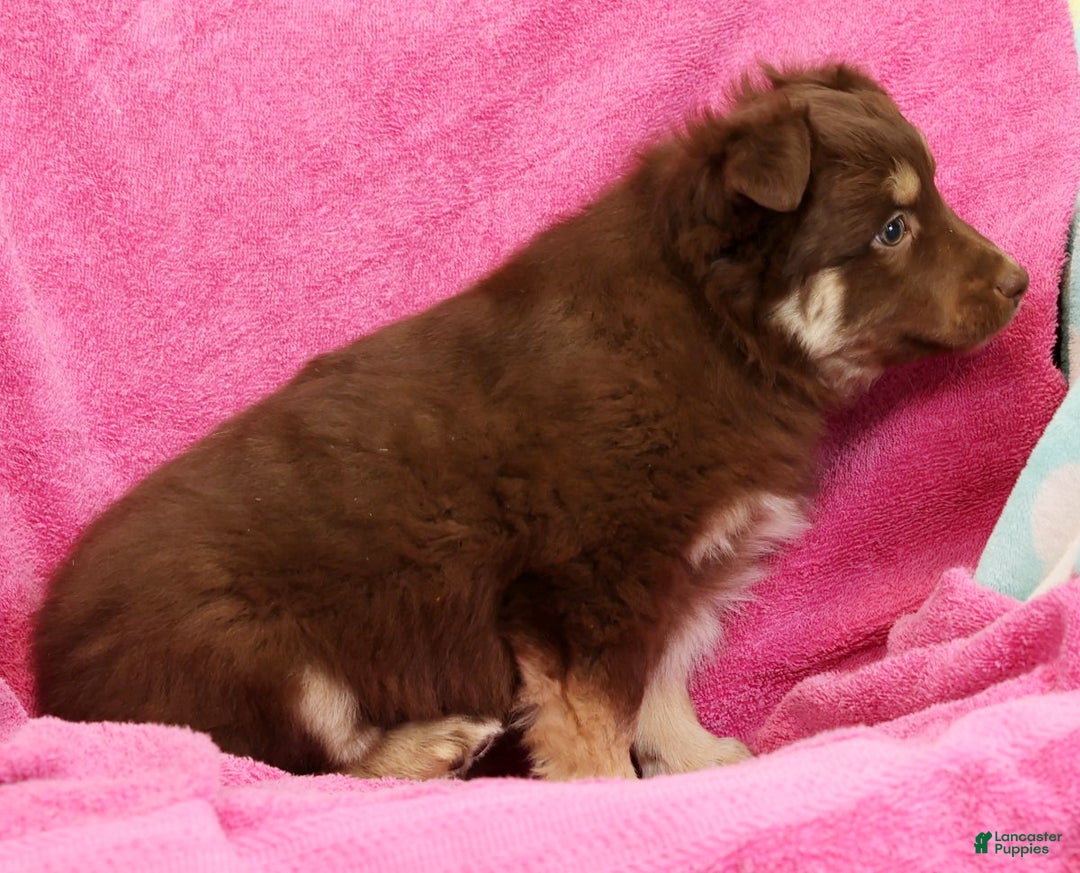 Miniature Australian Shepherd dogs for sale: Daisy - Ad 8