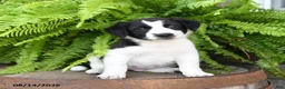 Mixed Breed dogs for sale: Jayme - Ad 2