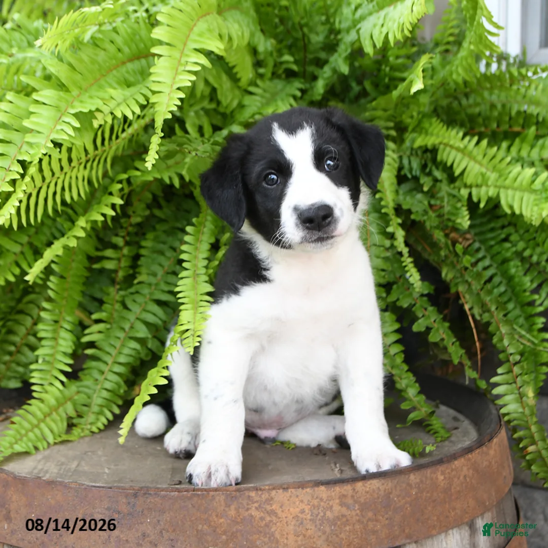 Mixed Breed dogs for sale: Jayme - Ad 2