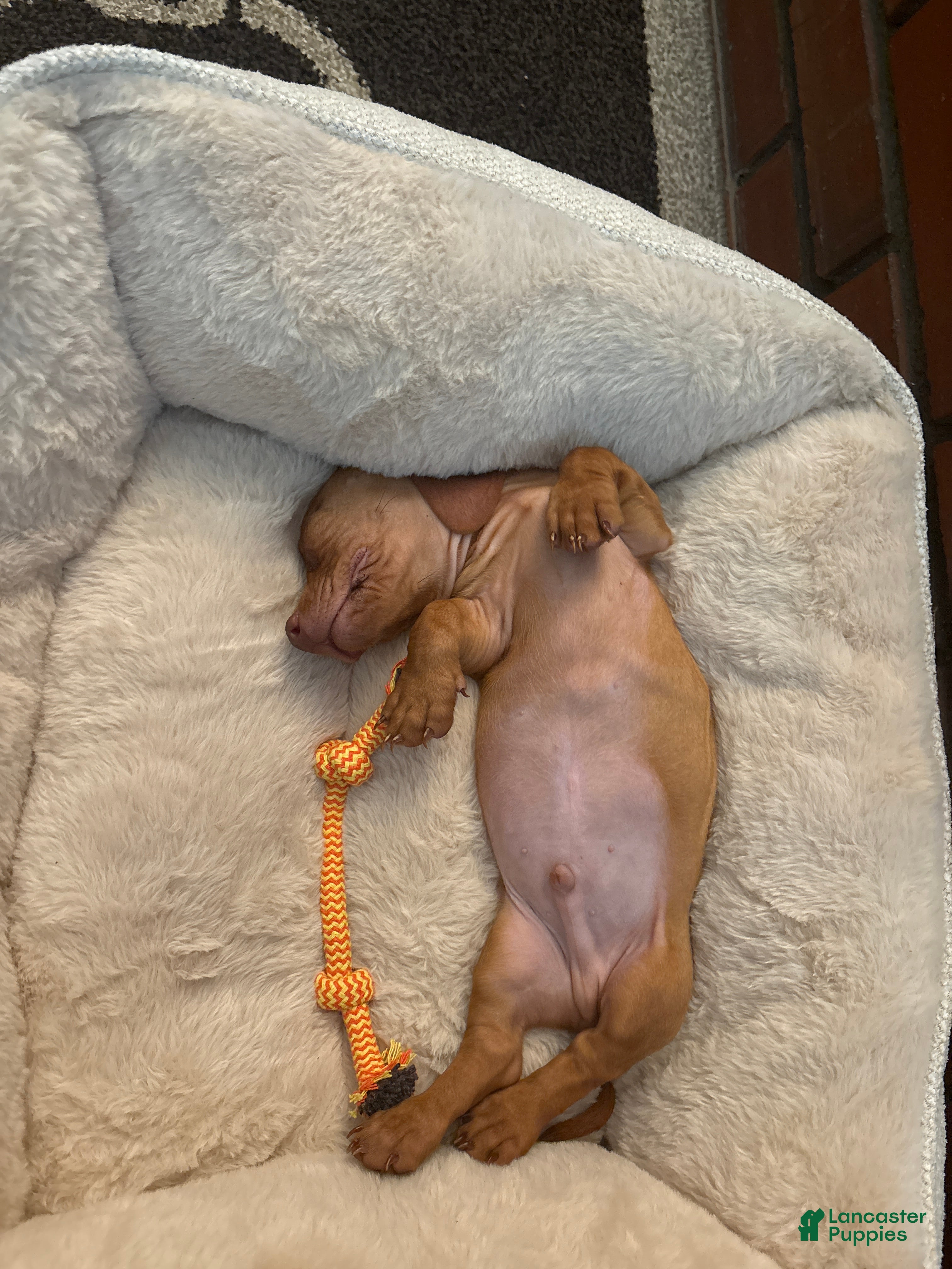 Dachshund dogs Dachshund 1 - Ad 2