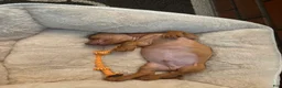 Dachshund dogs for sale: Dachshund 1 - Ad 1
