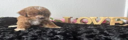 Mini Goldendoodle dogs for sale: Clint - Ad 4