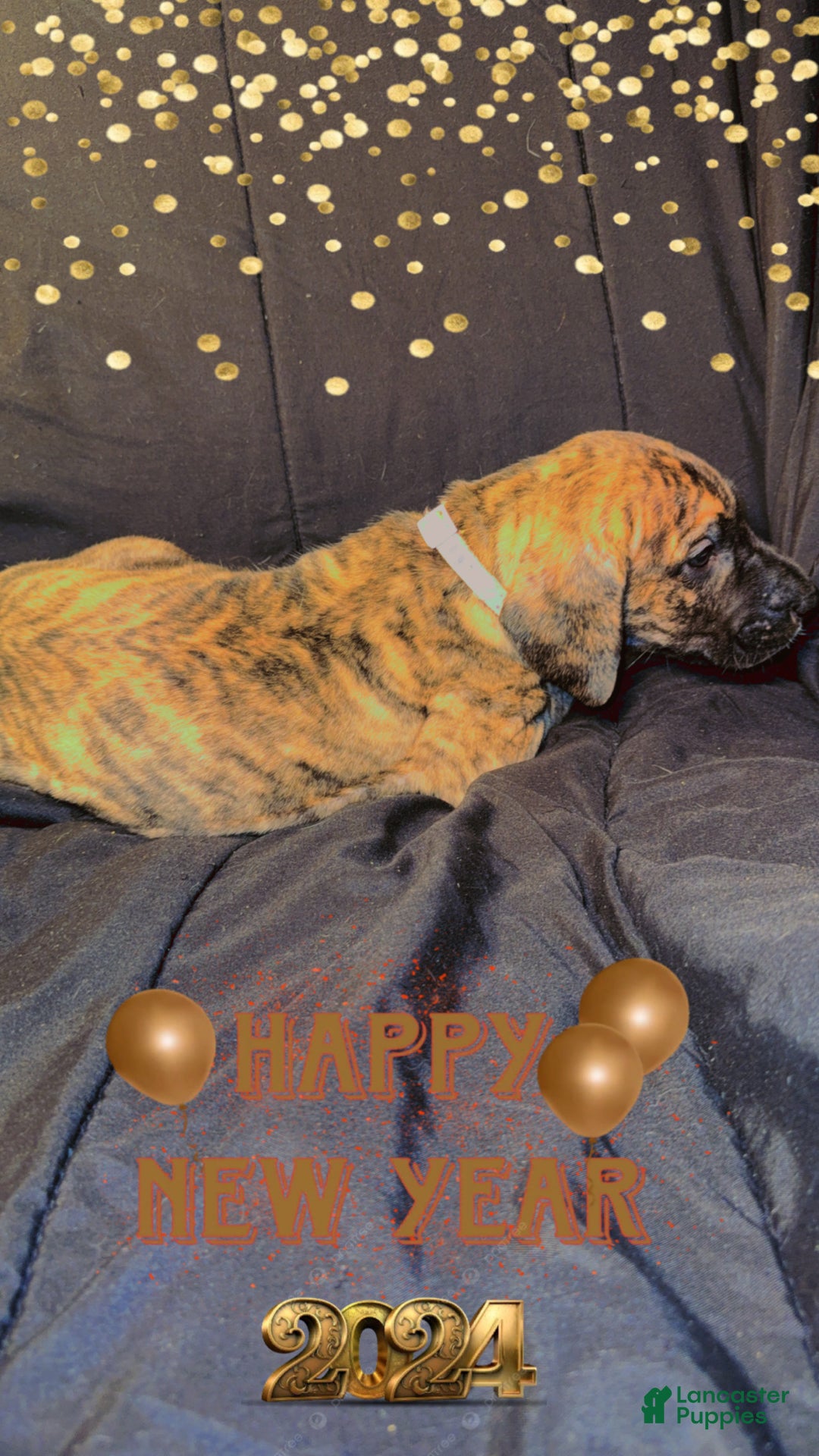 Great Dane dogs for sale: Erica - Ad 4