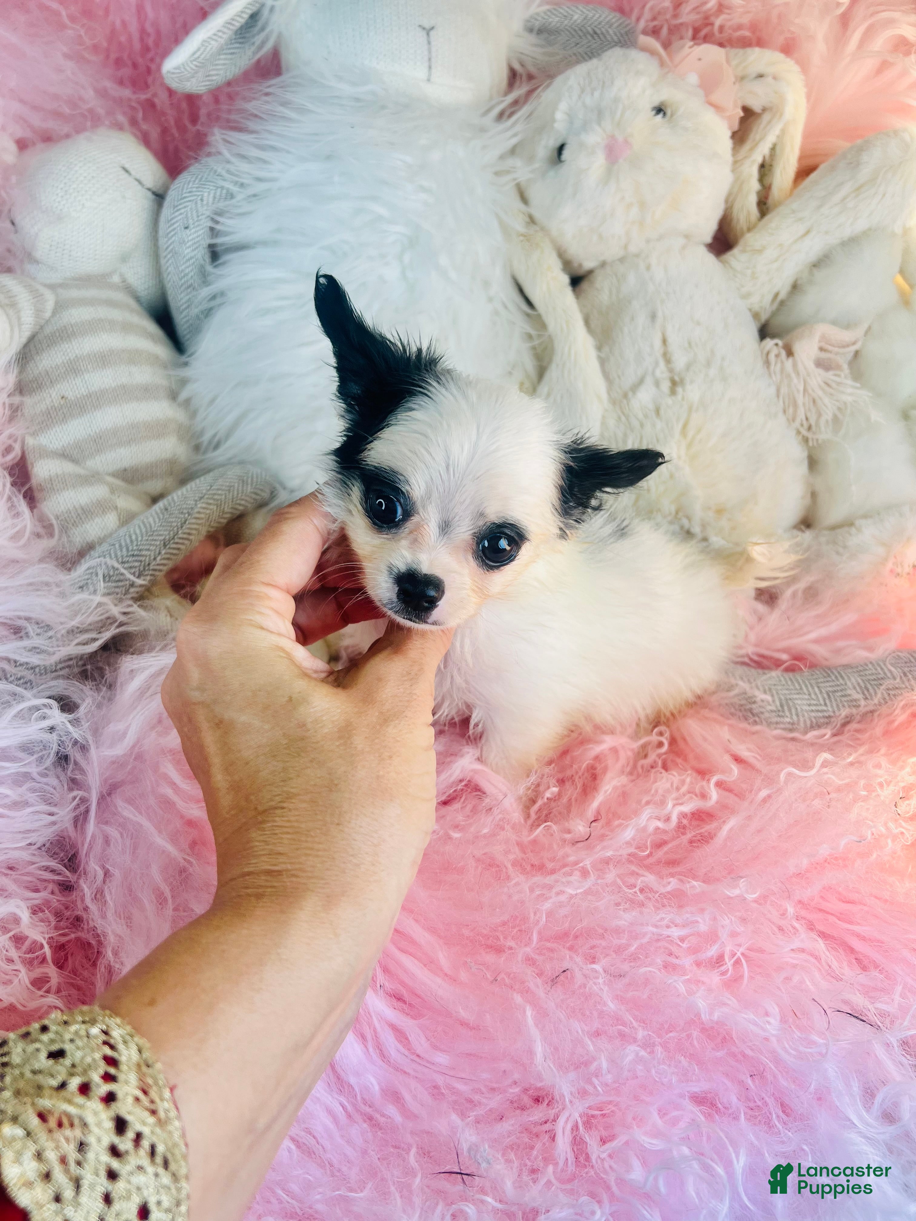 Chihuahua dogs Teacup/Pocketbook Chihuahua 1 - Ad 2