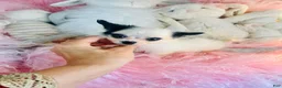 Chihuahua dogs for sale: Teacup/Pocketbook Chihuahua 1 - Ad 2