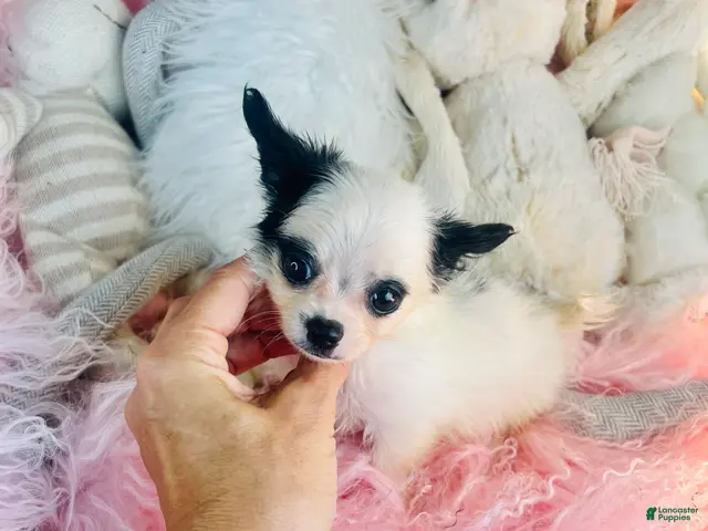 Chihuahua dogs Teacup/Pocketbook Chihuahua 1 - Ad 2