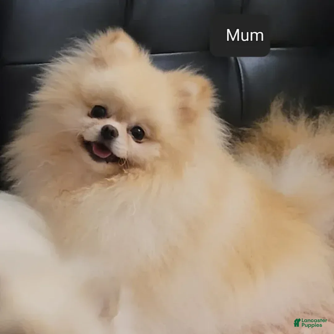 Pomeranian dogs for sale: Pomeranian 2 - Ad 2