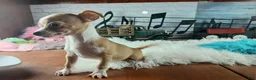 Chihuahua dogs for sale: Nationwide delivery. Popcorn boy white  - Ad 8