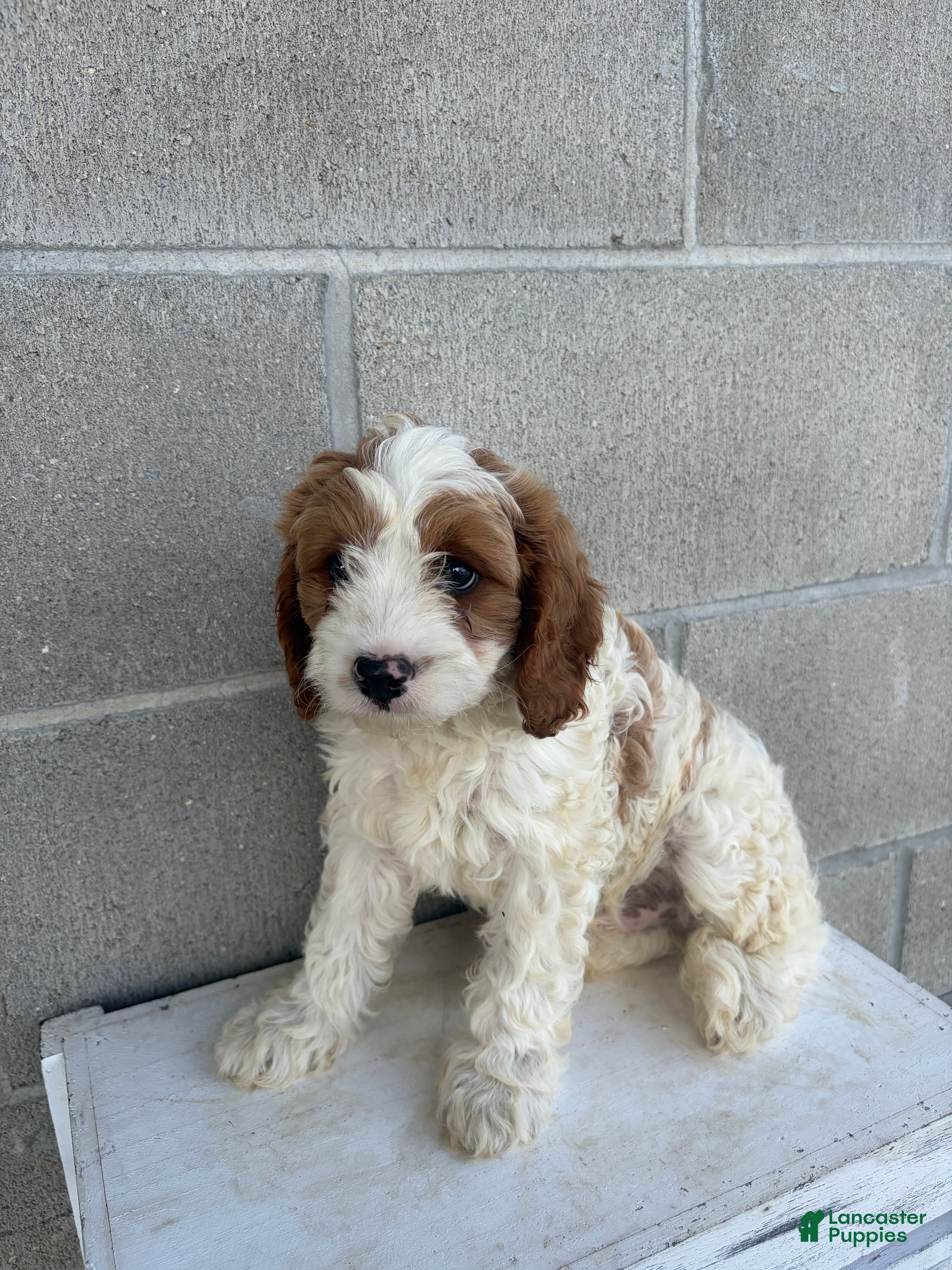 Cavapoo dogs Theo - Ad 2