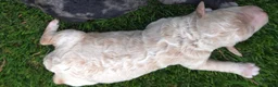 Goldendoodle dogs for sale: Goldendoodle 7 - Ad 1