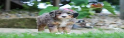 Mini Bernedoodle dogs for sale: Margarita - Ad 4