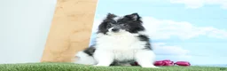 Pomeranian dogs for sale: Barney - Ad 2