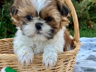 Shih Tzu dogs Holly - Ad 25