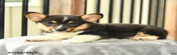 Welsh Corgi Pembroke dogs for sale: Spot - Ad 1
