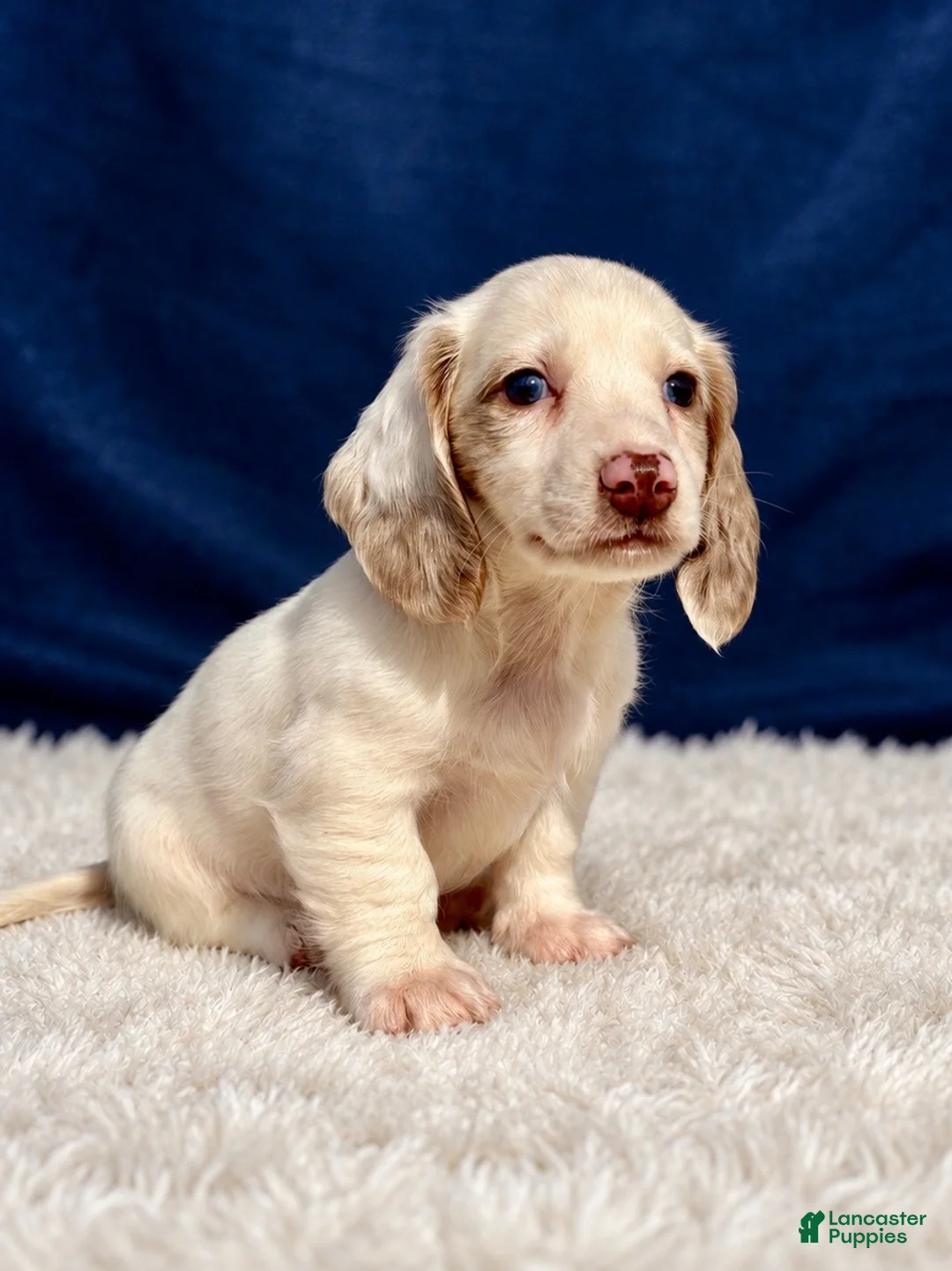 Miniature Dachshund dogs for sale: Miniature Dachshund 3 - Ad 2