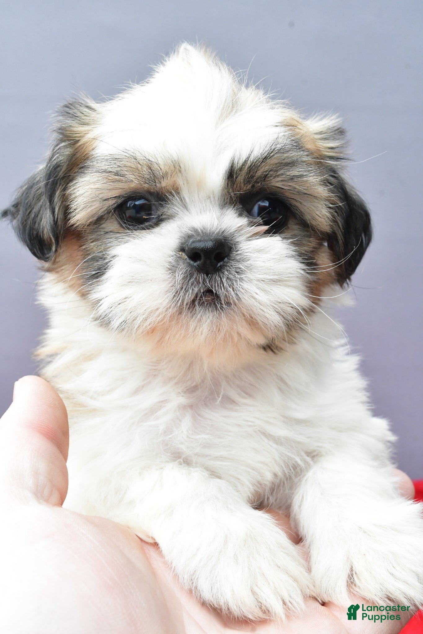 Shih Tzu dogs Susie - Ad 2