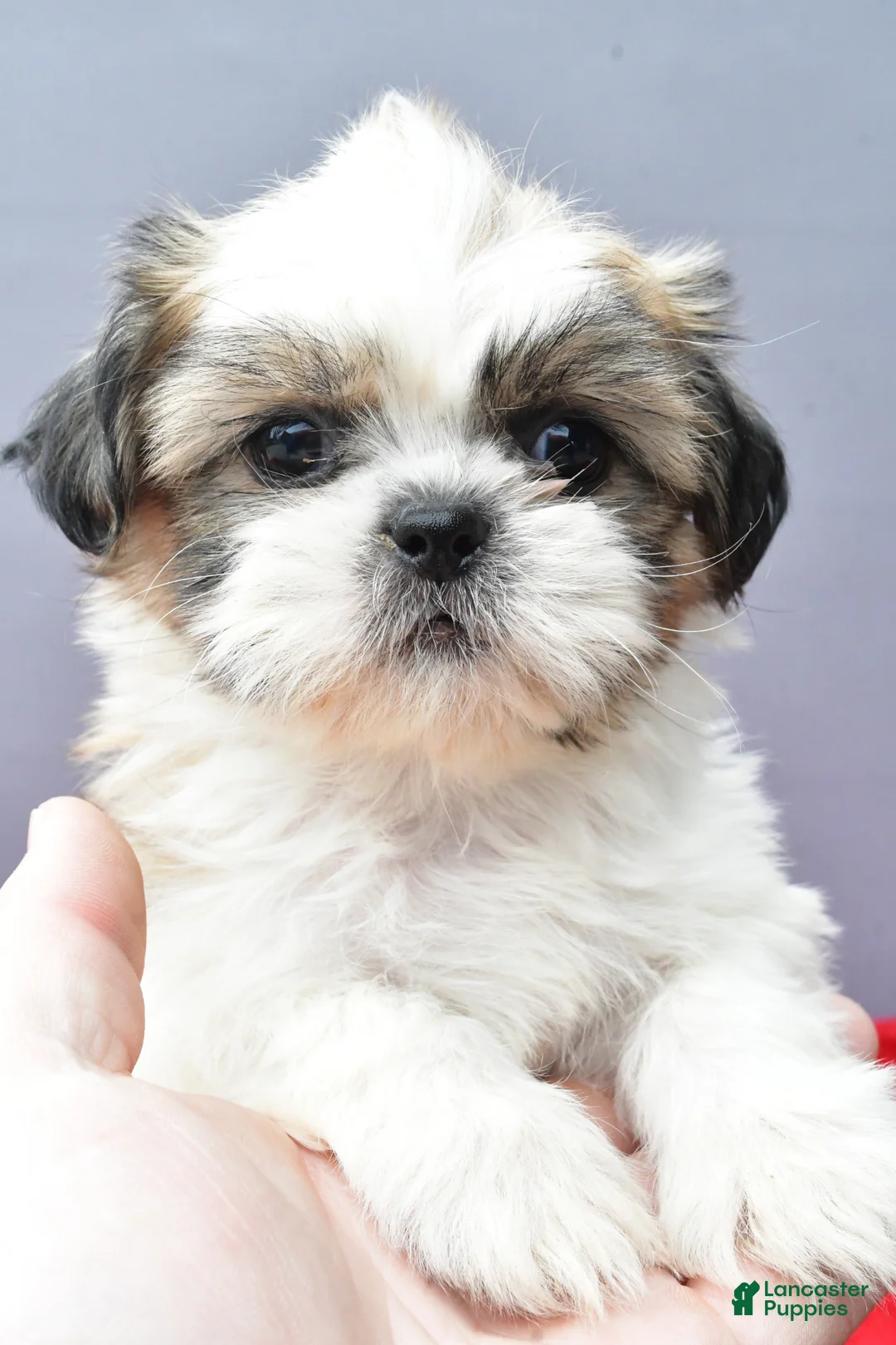 Shih Tzu dogs for sale: Susie - Ad 2