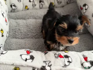 Yorkshire Terrier dogs Toby - Ad 36