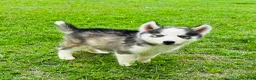 Siberian Husky dogs for sale: Sophie - Ad 16