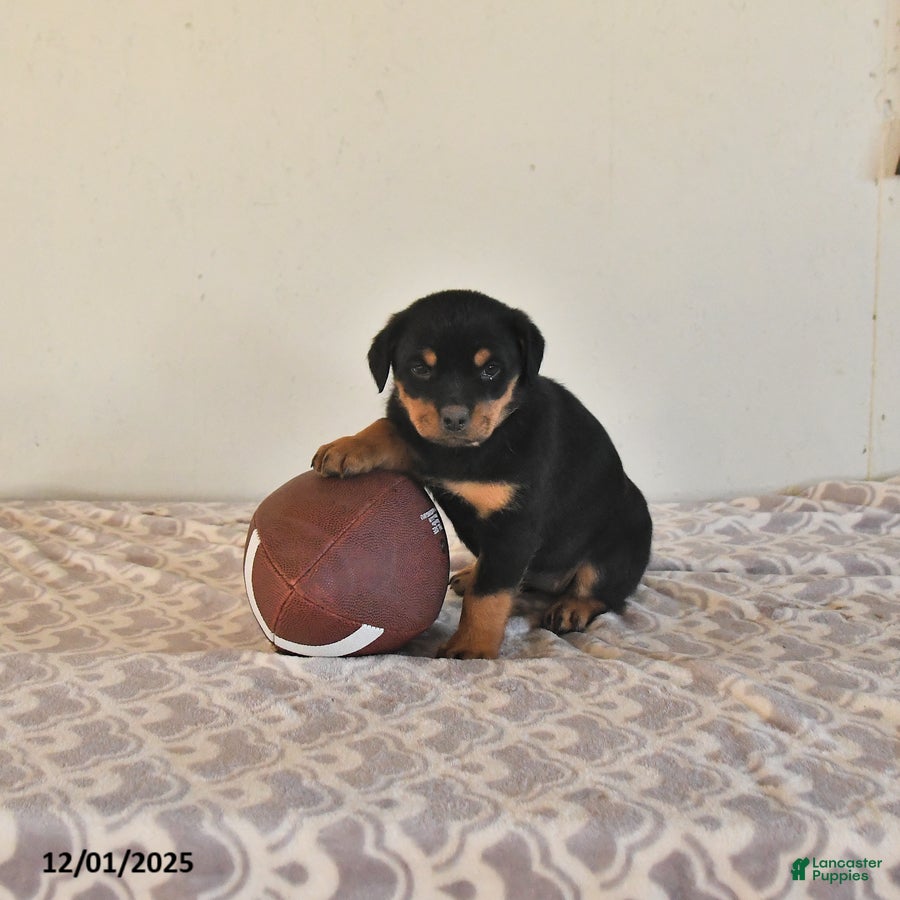 Rottweiler dogs Nadine - Ad 33