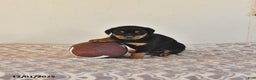 Rottweiler dogs for sale: Nadine - Ad 1