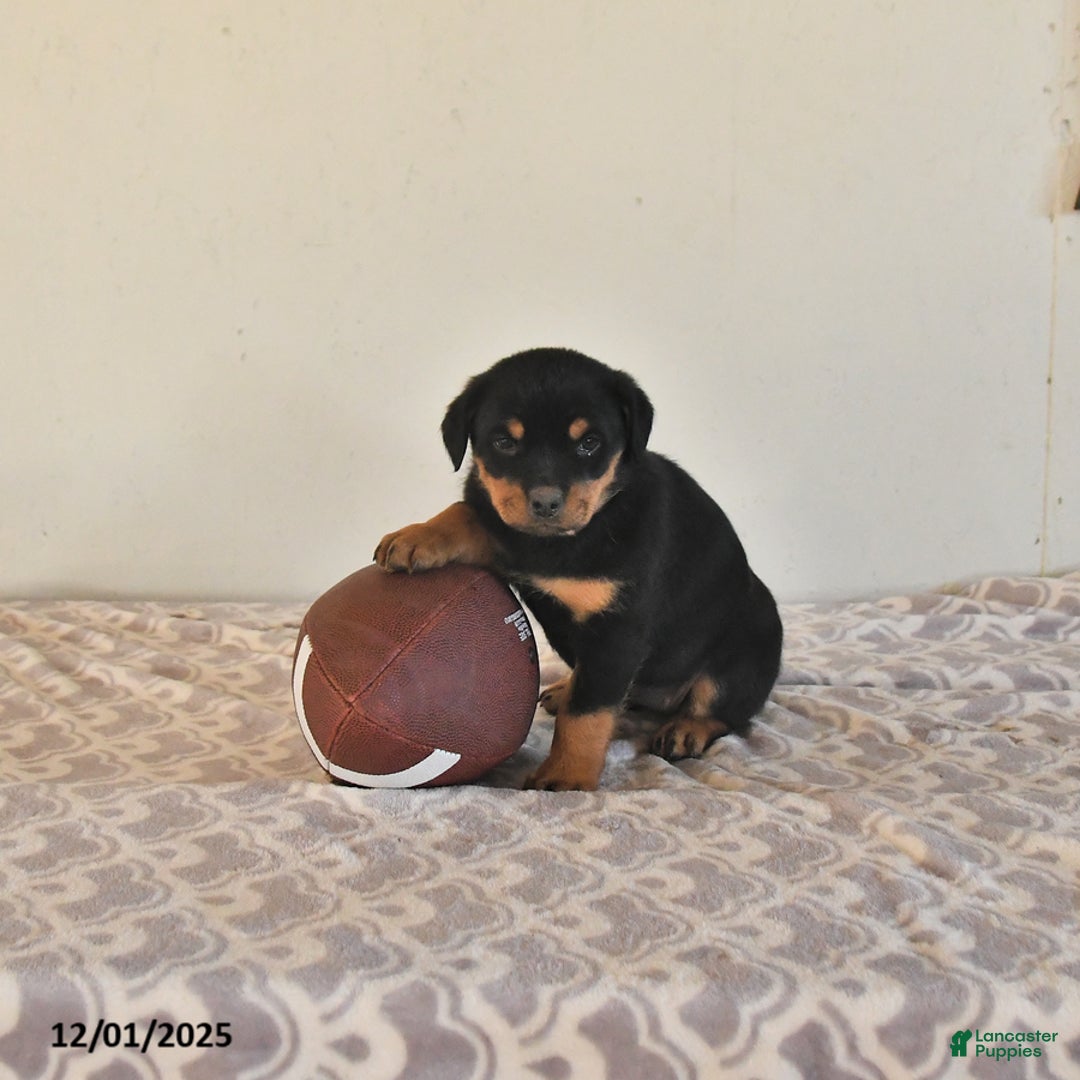 Rottweiler dogs for sale: Nadine - Ad 1
