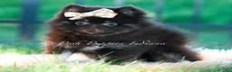 Pomeranian dogs for sale: Mocha - Ad 1