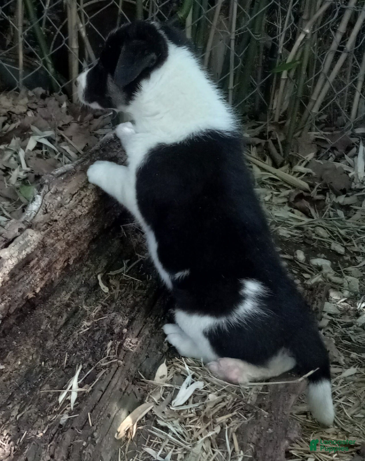 Border Collie dogs Sam - Ad 2