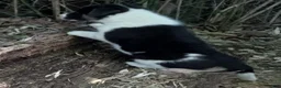 Border Collie dogs for sale: Sam - Ad 2