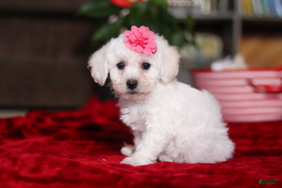 Bichon Frise dogs for sale: Roanna - Ad 4