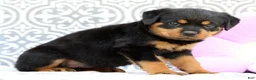 Rottweiler dogs for sale: Misty - Ad 4
