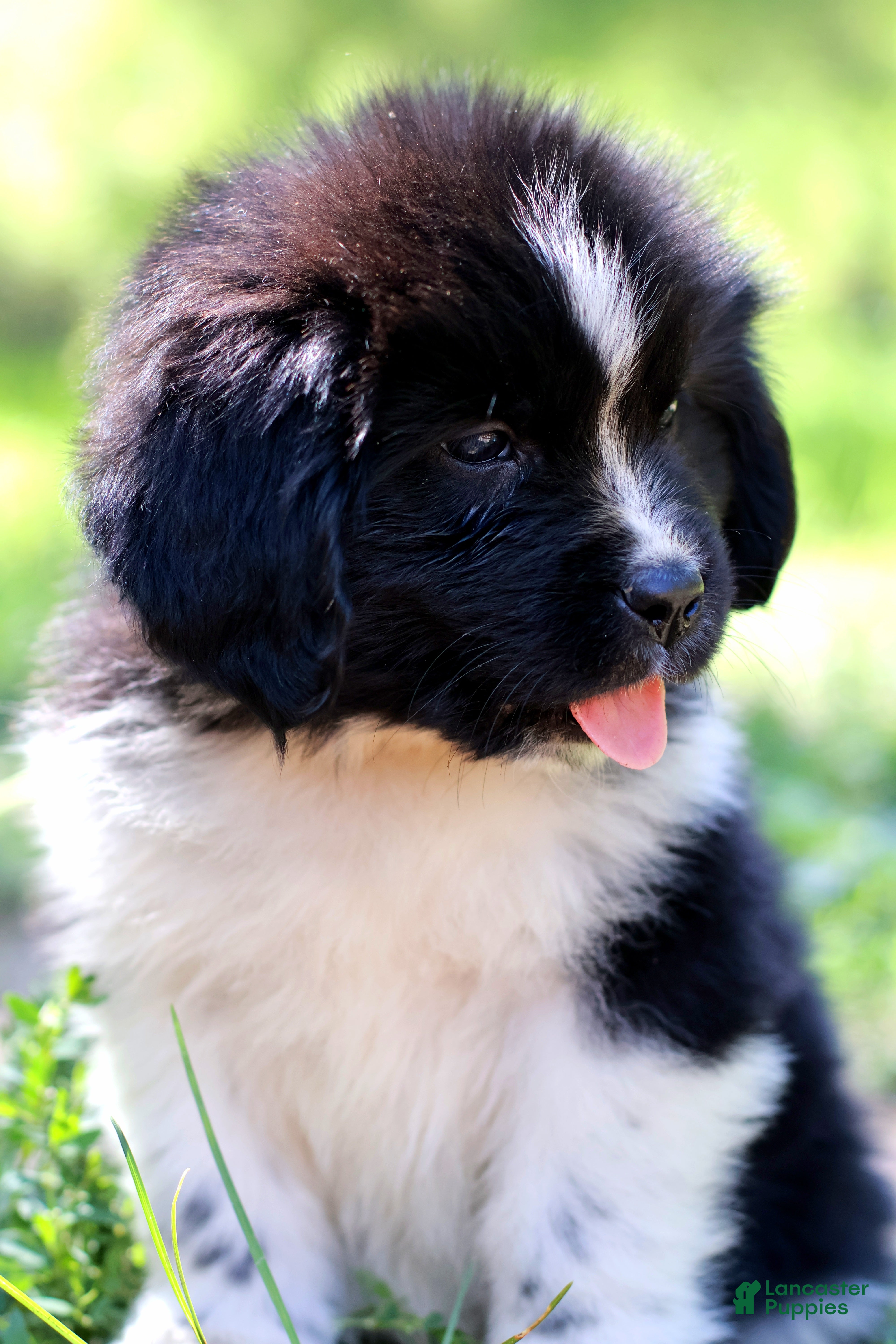 Newfoundland dogs Rosalina - Ad 2