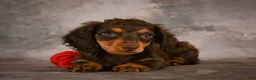 Miniature Dachshund dogs for sale: Sophie - Ad 3