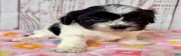Teddy Bear dogs for sale: Wish Bear - Ad 5