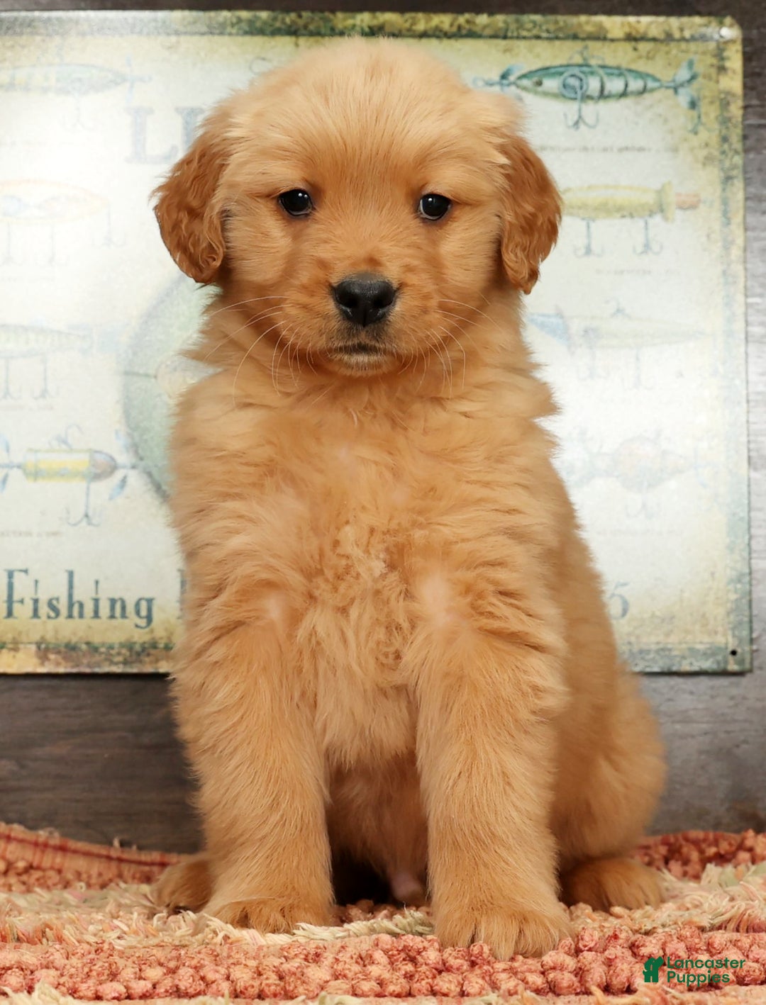 Golden Retriever dogs for sale: Lee - Ad 2