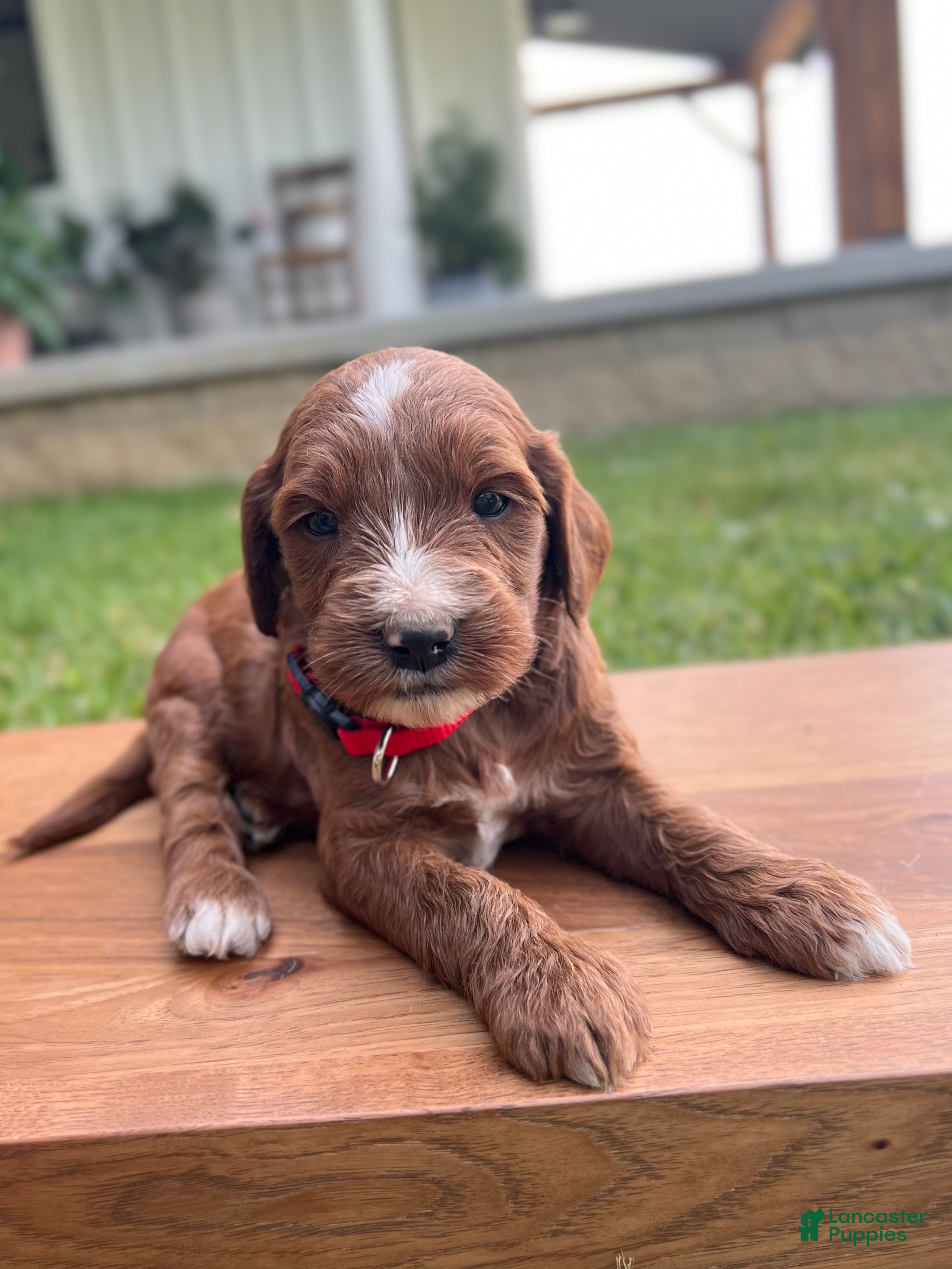 Irish Doodle dogs Hazel - Ad 2