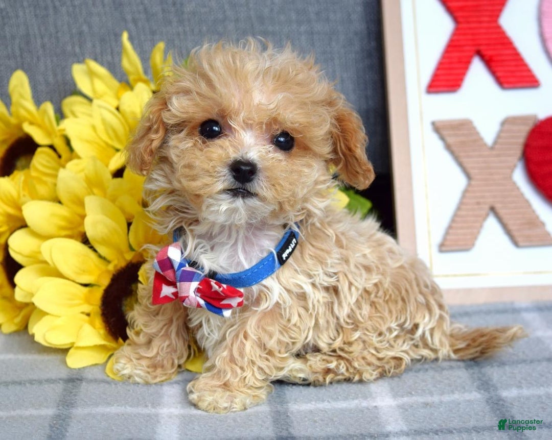 Maltipoo dogs for sale: Axel - Ad 3