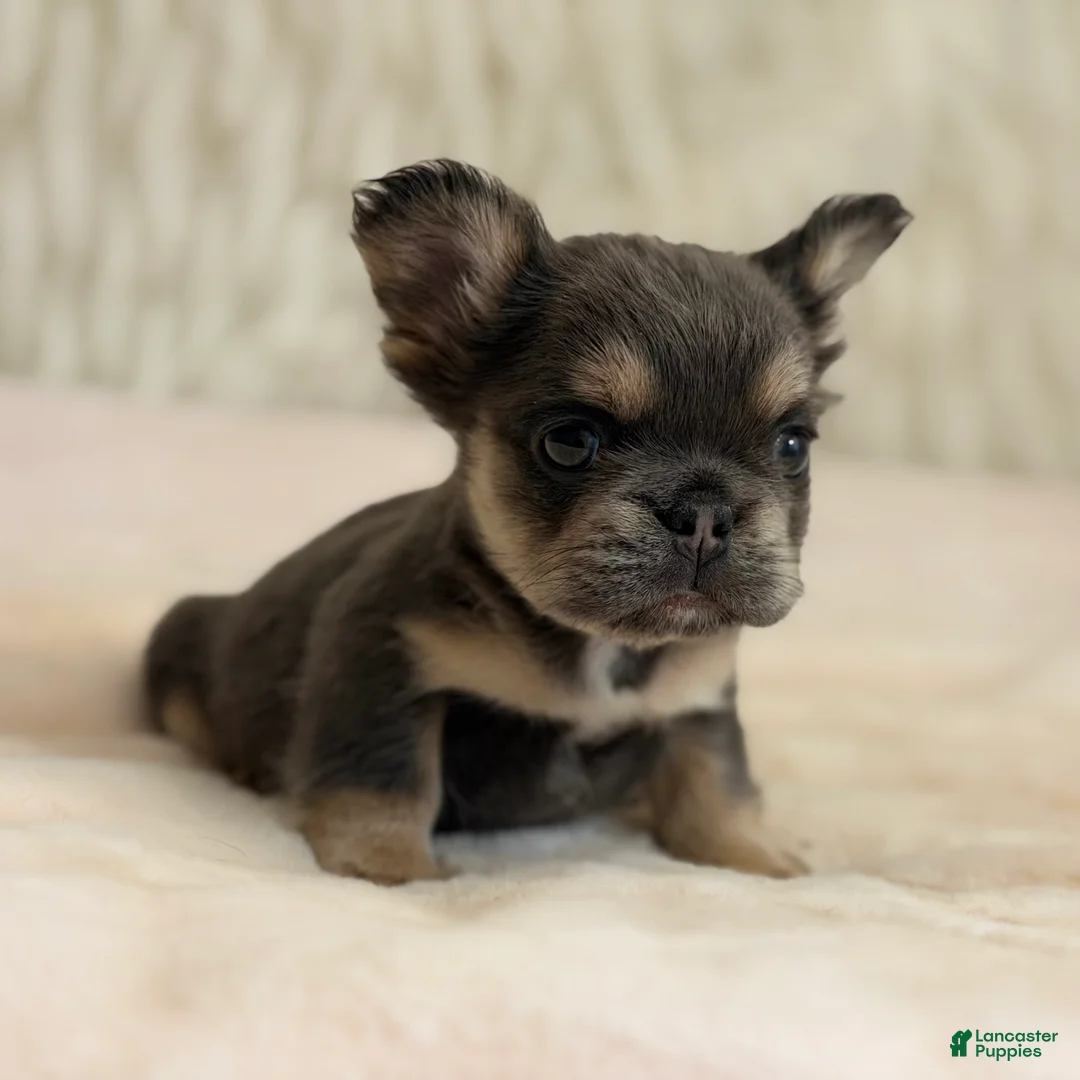 French Bulldog dogs for sale: French Bulldog Puppy 4 - Ad 2