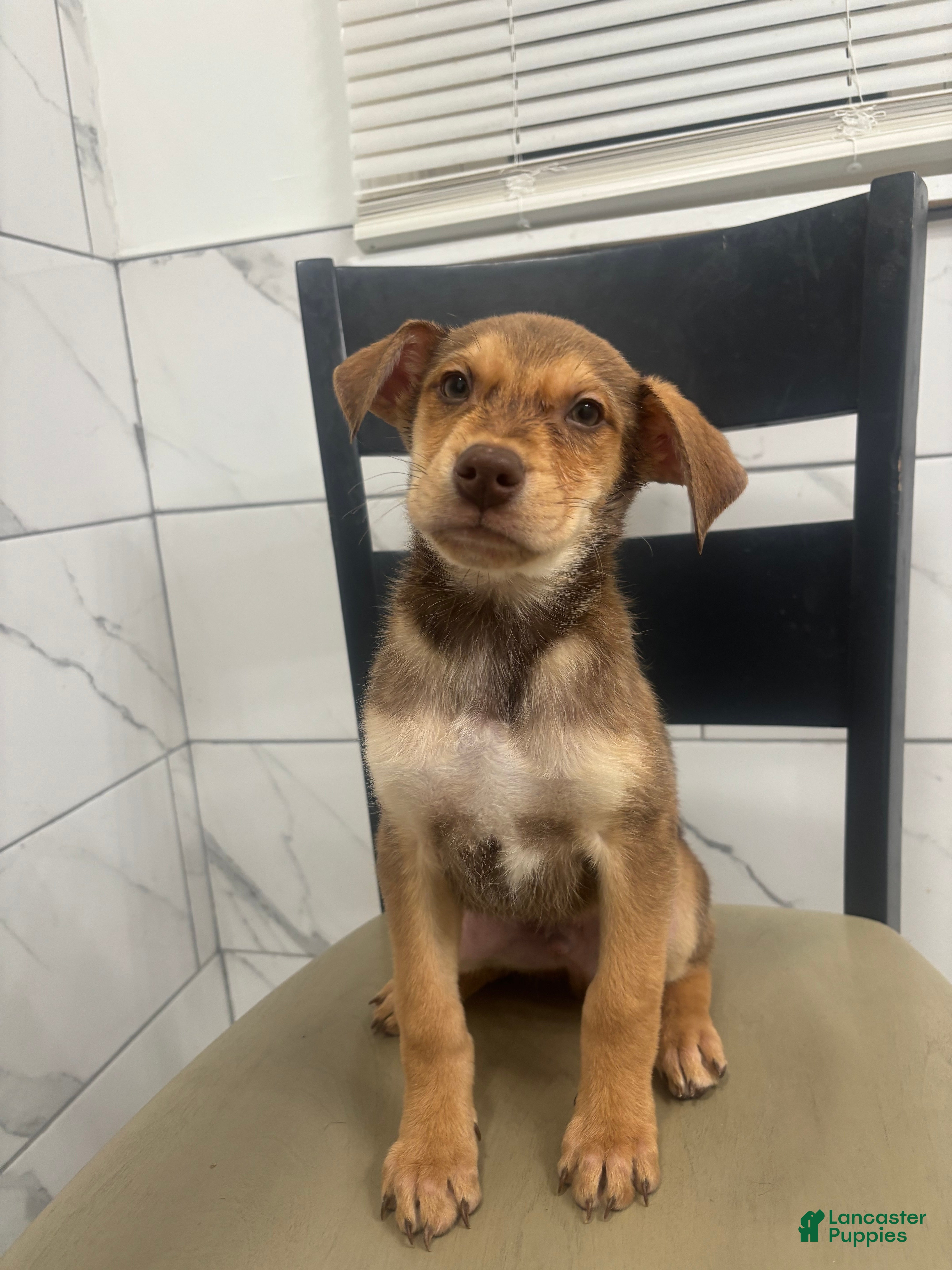 Mixed Breed dogs Mixed Breed Puppy 2 - Ad 2