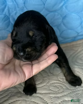 Mixed Breed dogs Tyra - Ad 2