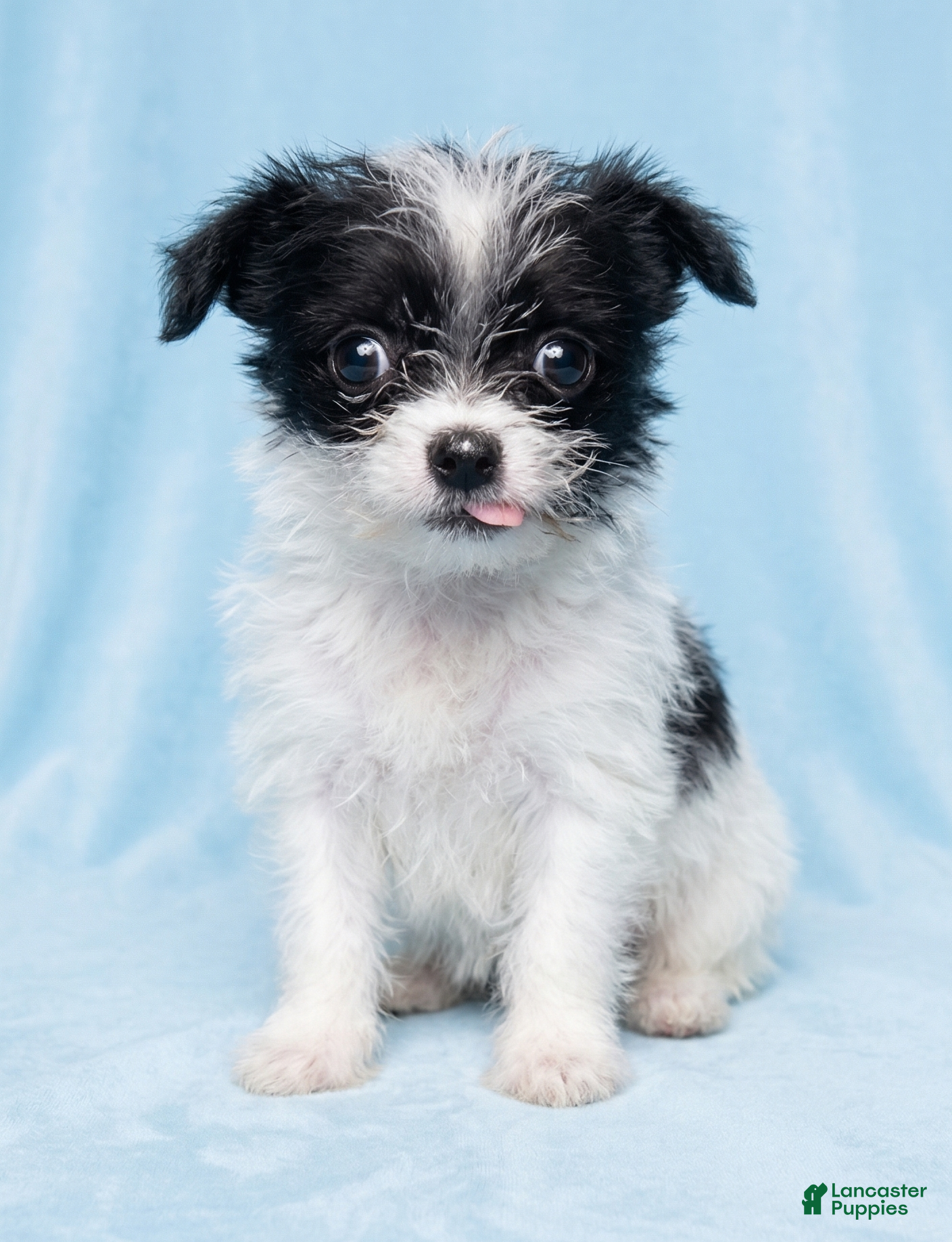 Mixed Breed dogs Marley - Ad 1