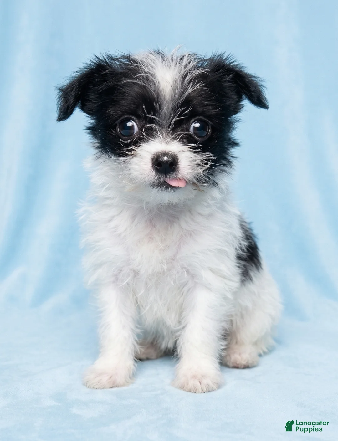 Mixed Breed dogs for sale: Marley - Ad 1