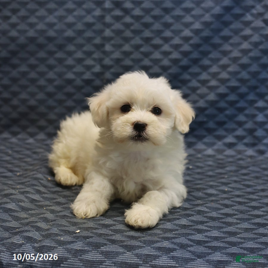 Mixed Breed dogs Toby - Ad 2