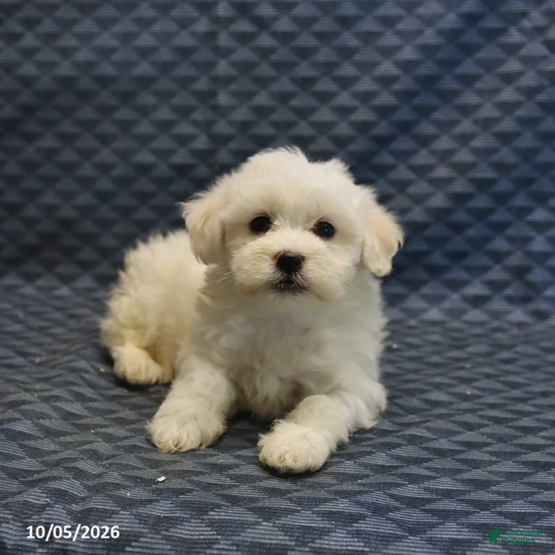 Mixed Breed dogs for sale: Toby - Ad 2