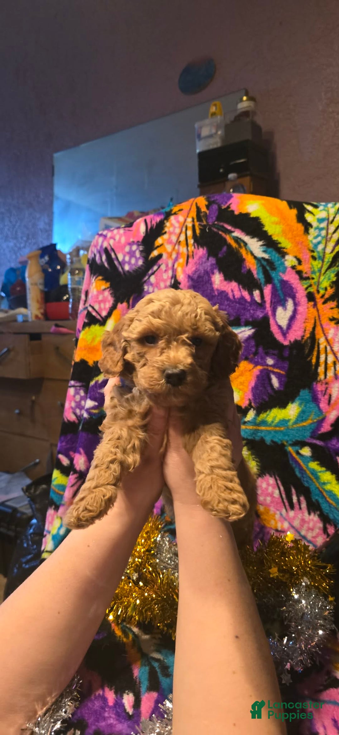 Mini Goldendoodle dogs for sale: Bella - Ad 5